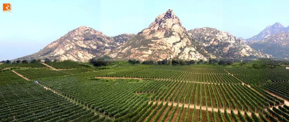 Tìm hiểu về rượu vang của đất nước Trung Quốc